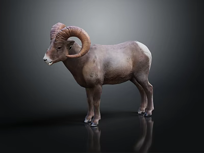 Bighorn Sheep With Large Curved Horns Standing On Reflective Dark Surface 3d model