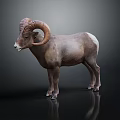 Bighorn Sheep With Large Curved Horns Standing On Reflective Dark Surface