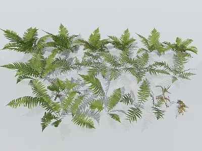 Lush Green Fern Leaves Collection For Natural Home Decor And Landscaping Use 3d model