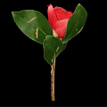 Beautiful Vibrant Red Camellia Flower With Bright Petals Yellow Center And Green Leaves On Branch