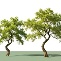 Two Curved Trunk Arbor Trees With Lush Green Leaves In Natural Form