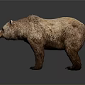 Realistic Brown Bear 3D Model With Detailed Fur Texture And Lifelike Features