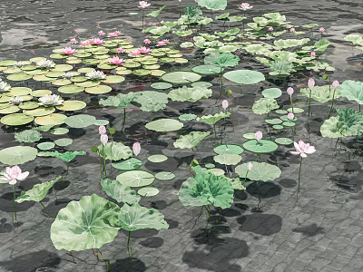 Aquatic Plants with Lotus Flowers and Green Lily Pads Floating on Water Surface 3d model