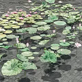 Aquatic Plants with Lotus Flowers and Green Lily Pads Floating on Water Surface