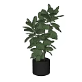 Stylish Potted Plant With Large Green Leaves In Black Ceramic Pot