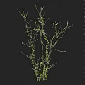 Leafless Tree With Thin Branches On Black Background And Height Measurement Scale 3d model
