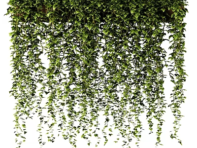 Lush Green Trailing Vines as Hanging Garden Decor Adding Natural Charm 3d model