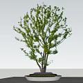 Circular Tree Pit with Green Tree Pebble Base on Light-Colored Ground Under Blue Sky 3d model