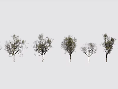 Five Arbor Varieties With Diverse Branch Foliage On White Background 3d model