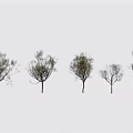 Five Arbor Varieties With Diverse Branch Foliage On White Background 3d model