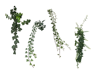 plant rattan leaves 3d model