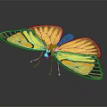Vibrant Yellow And Orange Butterfly With Black Edged Wings On Dark Background