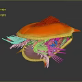 3D Anatomical Structure With Red Orange Top Yellow Edges Purple Interior White Spiny Tentacles