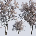 Natural Blooming Trees With Various Sizes Branches And Pink Flowers In Landscape