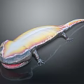 Vibrant Aquatic Salamander Featuring Long Body Smooth Skin And Distinctive Yellow Orange Black Color Pattern