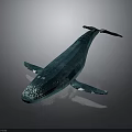 Blue Whale With Smooth Blue Body White Spots And Raised Tail Against Gray Background