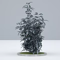 Decorative Variegated Green Leaf Plant With Circular Green Base On Simple Background