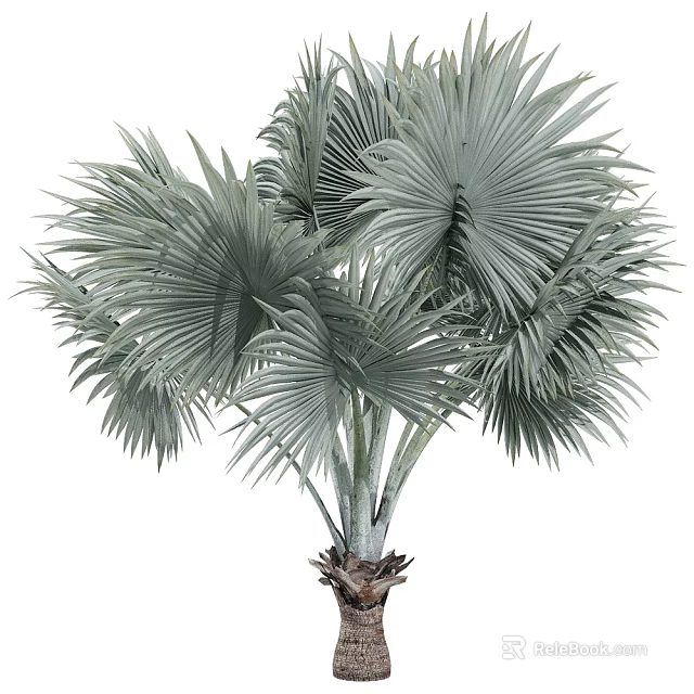 Silver Green Fan Palm Tree With Large Fan Shaped Leaves And Strong Trunk In Garden 3d model 