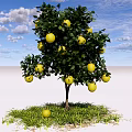 Lush Fruit Bearing Arbor With Yellow Fruits Green Grass Blue Sky And White Clouds