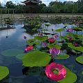 Beautiful Scenic Pond With Pink Lotus Flowers Green Leaves Chinese Style Tower And Trees