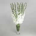 Pink Gladiolus Flowers In Clear Glass Vase With Green Stems On Light Gray Background
