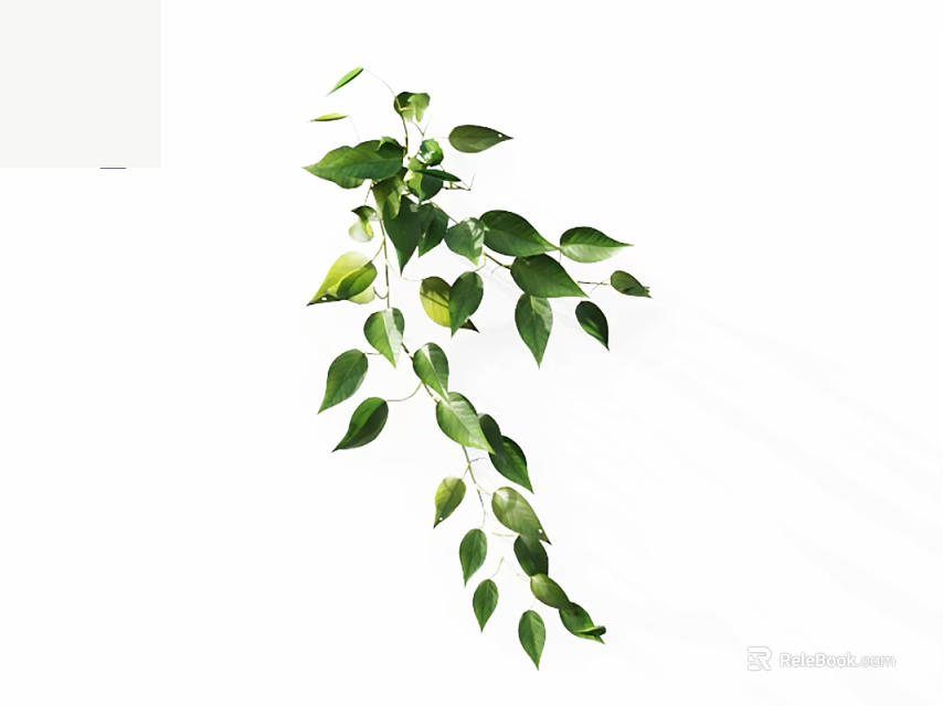 Hanging Green Plant With Lush Leaves And Trailing Branches On White Background 3d model 
