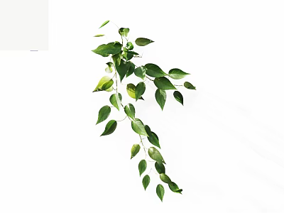 Hanging Green Plant With Lush Leaves And Trailing Branches On White Background 3d model