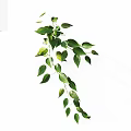 Hanging Green Plant With Lush Leaves And Trailing Branches On White Background