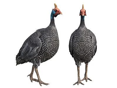 Two Guineafowl Birds With Black Feathers White Spots And Colorful Head Crests Standing 3d model