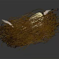 Natural Brown Twig Nest Holding White Eggs Against Dark Background
