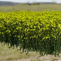 Blooming Yellow Rapeseed Flower Field Natural Source Of Organic Cooking Oil Ingredients