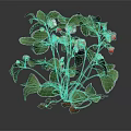 Fresh Strawberry Plant with Green Leaves White Flowers and Red Fruits