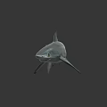Realistic Blue Shark Model Swimming With Silver Blue Body And Reflection On Dark Surface