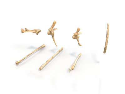 Various Animal Skeletal Remains Featuring Different Bone Types Shapes And Structures 3d model