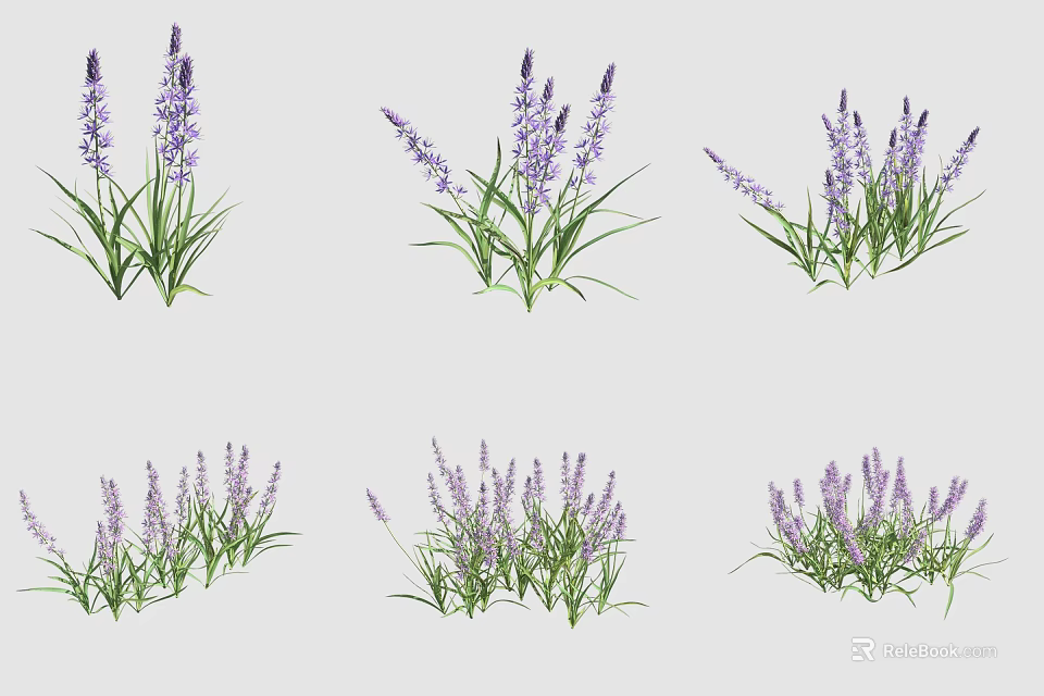 Fresh Blooming Purple Lavender Flowers With Green Leaves In Groupings 3d model 