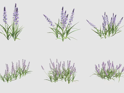 Fresh Blooming Purple Lavender Flowers With Green Leaves In Groupings 3d model
