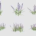 Fresh Blooming Purple Lavender Flowers With Green Leaves In Groupings