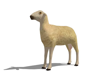 White Sheep Standing With Soft Wool And Shadow On White Background 3d model
