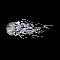 Graceful Transparent Jellyfish With Vibrant Purple Tentacles Floating On Dark Background