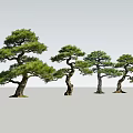 Four Beautifully Shaped Pine Trees With Lush Foliage And Curved Trunks
