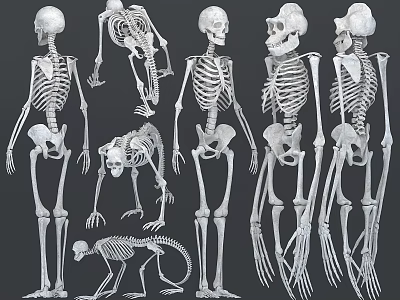 modern skeleton human orangutan ape skeleton 3d model