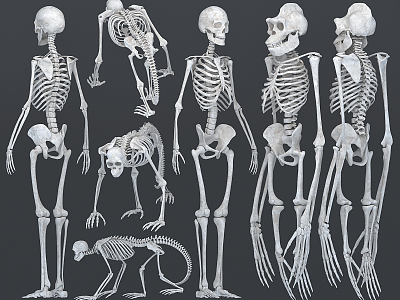 modern skeleton human orangutan ape skeleton model