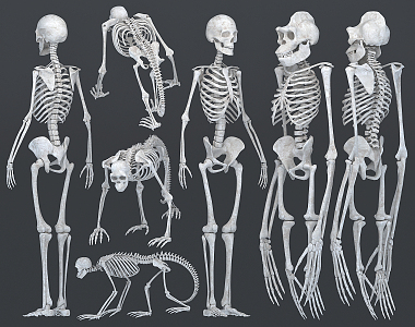 modern skeleton human orangutan ape skeleton 3d model