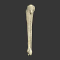 Human Leg Bone Model Showing Tibia And Fibula In White With Dark Background 3d model