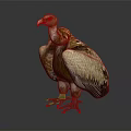 Yellow Headed Vulture Standing With Brown And White Feathers On Dark Reflective Surface