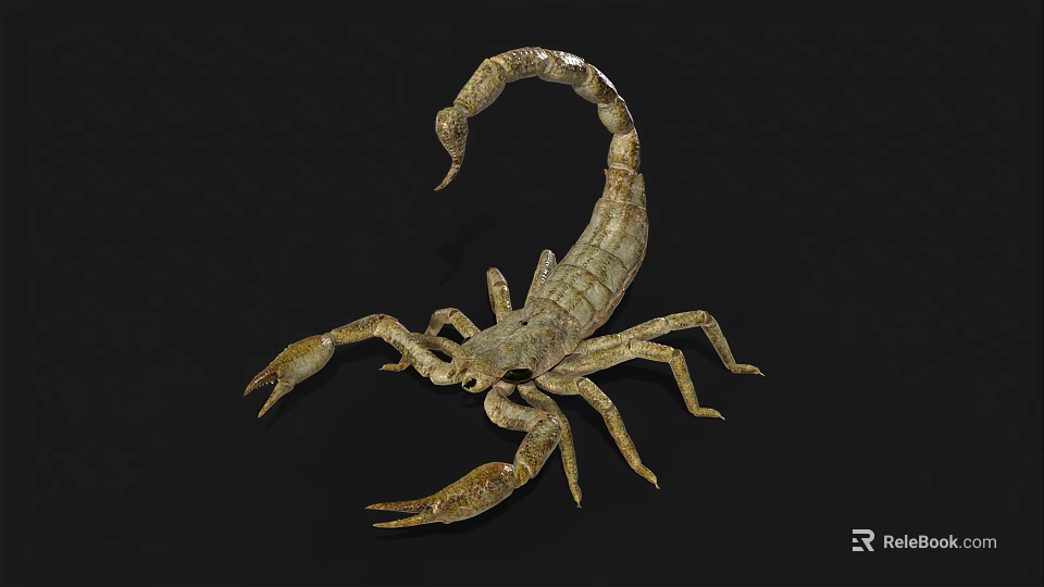 Realistic 3D Scorpion Model With Detailed Exoskeleton And Curved Tail 3d model