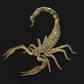 Realistic 3D Scorpion Model With Detailed Exoskeleton And Curved Tail 3d model