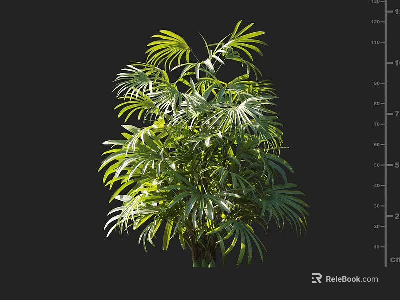 Lush Green Shrub With Dense Palm Like Leaves And Vibrant Foliage 3d model 