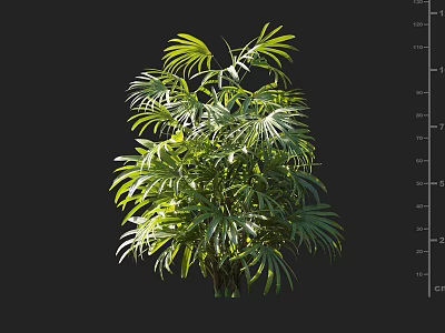 Lush Green Shrub With Dense Palm Like Leaves And Vibrant Foliage 3d model