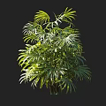 Lush Green Shrub With Dense Palm Like Leaves And Vibrant Foliage